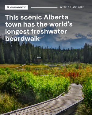 Image post by @curiocitycalgary on Instagram