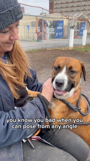 Video post by @DetroitGSD on Facebook