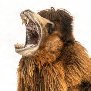 Image post by @animalplanet on Instagram