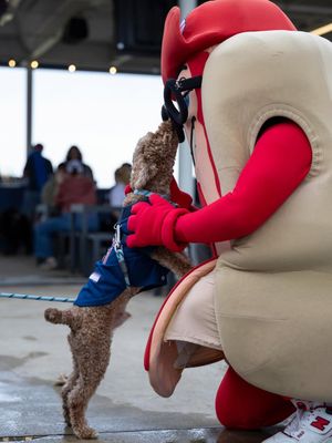 Image post by @clehotdogs on Instagram