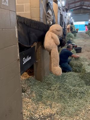 Image post by @godolphin on Instagram