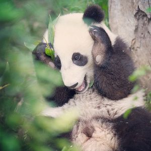 Image post by @sandiegozoo on Instagram