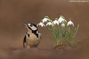 Image post by @rspb on Instagram