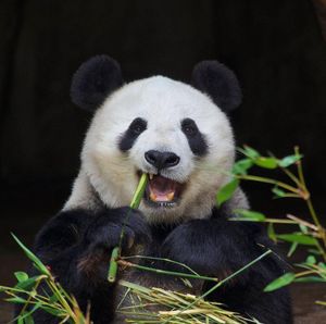 Image post by @sandiegozoo on Instagram