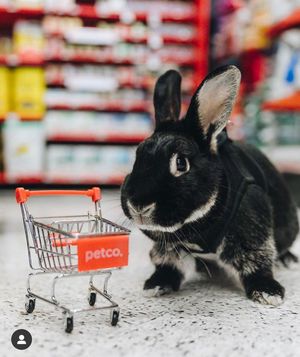 Image post by @petco on Instagram