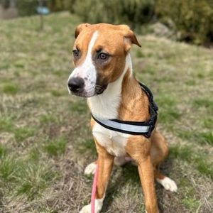 Image post by @whitmanpets on Instagram