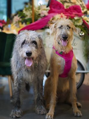 Image post by @thesavannahwolfhound on Instagram