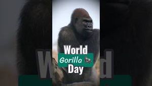 Video post by @disneyparks on YouTube