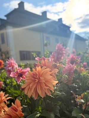 Image post by @ulricanorberg on Instagram