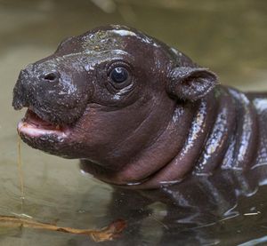 Image post by @sandiegozoo on Instagram