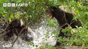 Video post by @bbcearth on YouTube