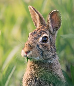 Image post by @AnimalPlanet on Twitter