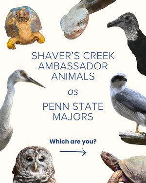 Image post by @shaverscreek on Instagram