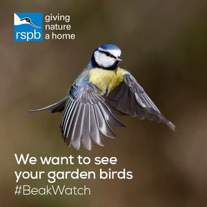 Image post by @rspb on Instagram
