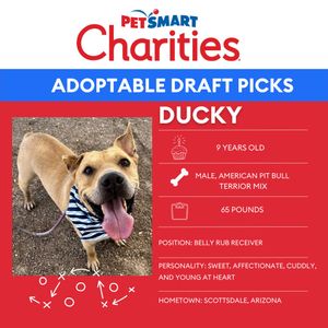 Image post by @petsmart on Instagram