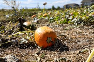 Image post by @raindancecolorado on Instagram