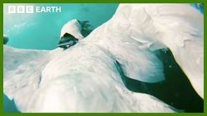 Video post by @bbcearth on YouTube