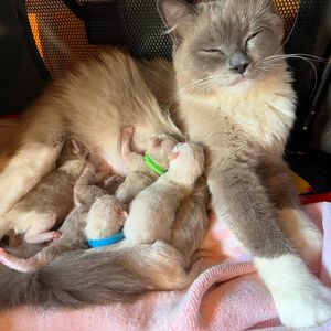 Image post by @brunrik.and.pyrene.ragdolls on Instagram