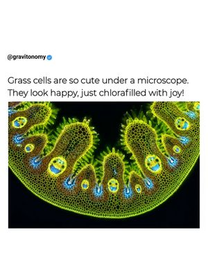 Image post by @gravitonomy on Instagram