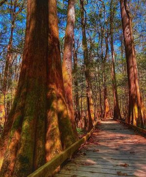 Image post by @southcarolina on Instagram