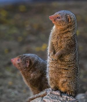 Image post by @sandiegozoo on Instagram
