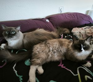 Image post by @brunrik.and.pyrene.ragdolls on Instagram