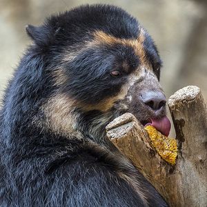 Image post by @sandiegozoo on Instagram