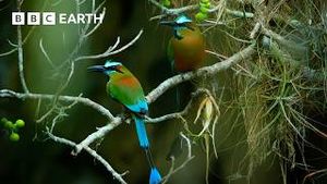 Video post by @bbcearth on YouTube