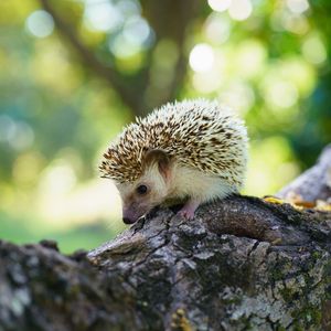 Image post by @animalplanet on Instagram