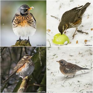 Image post by @rspb on Instagram