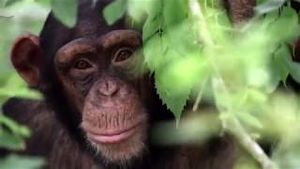 Video post by @chimphaven on YouTube