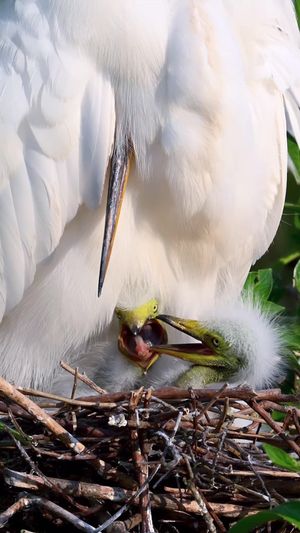 Video post by @bbcearth on TikTok