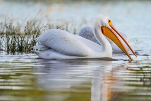 Image post by @ariannagrainey on Instagram