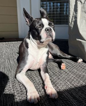 Image post by @mulliganthebostonterrier on Instagram