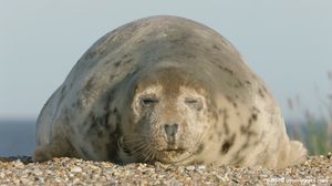 Image post by @rspb on Instagram