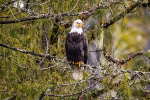 Image post by @wanatlparkfund on Instagram