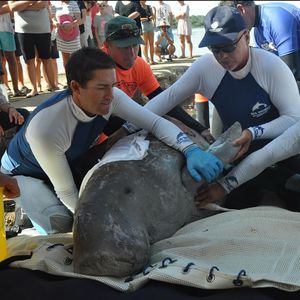 Image post by @seaworldaus on Instagram