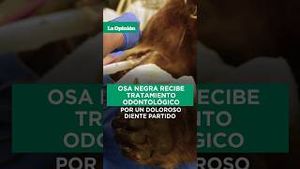 Video post by @laopinionla on YouTube