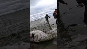 Video post by @gopro on YouTube