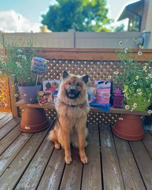 Image post by @tsukitheeurasier on Instagram