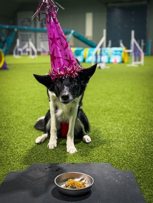Image post by @susangarrettdogsthat on Instagram