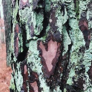Image post by @drsquatch on Instagram