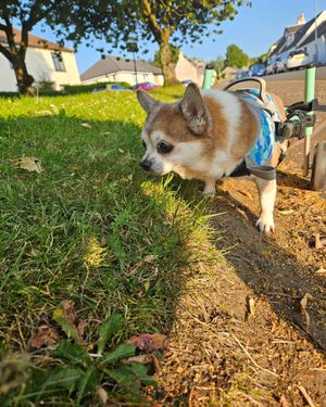 Image post by @walkinpets on Instagram