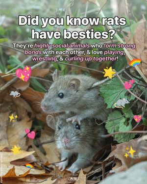Image post by @peta on Instagram