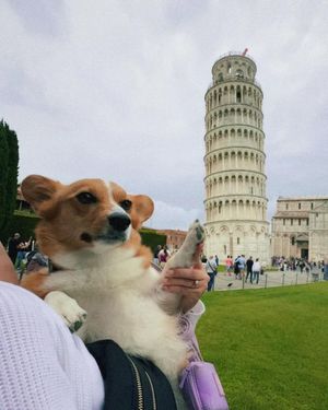 Image post by @ziggy_thecorg on Instagram