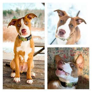Image post by @susangarrettdogsthat on Instagram