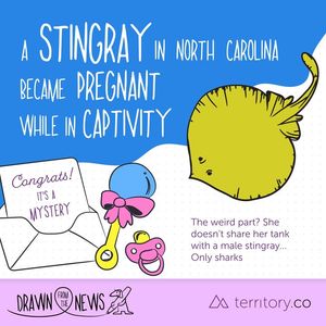 Image post by @trtry.co on Facebook