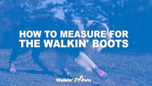 Video post by @walkinpets on YouTube