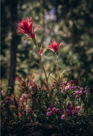 Video post by @pranaphotos_ on TikTok