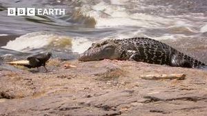 Video post by @bbcearth on YouTube